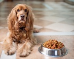 Kaspersky: furto di dati personali attraverso i distributori smart di cibo per animali domestici